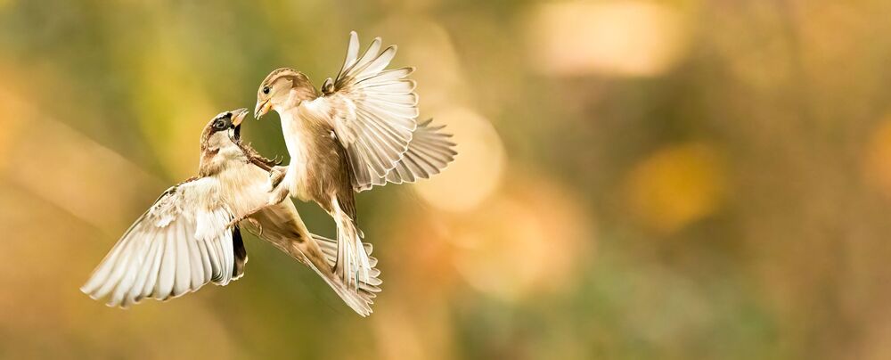 Dance ballet of Sparrow (3)