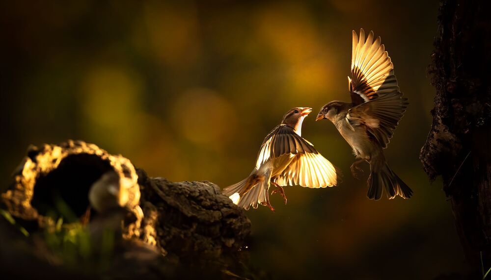 Dance ballet of Sparrow (4)