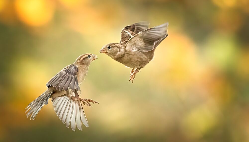 Dance ballet of Sparrow (5)
