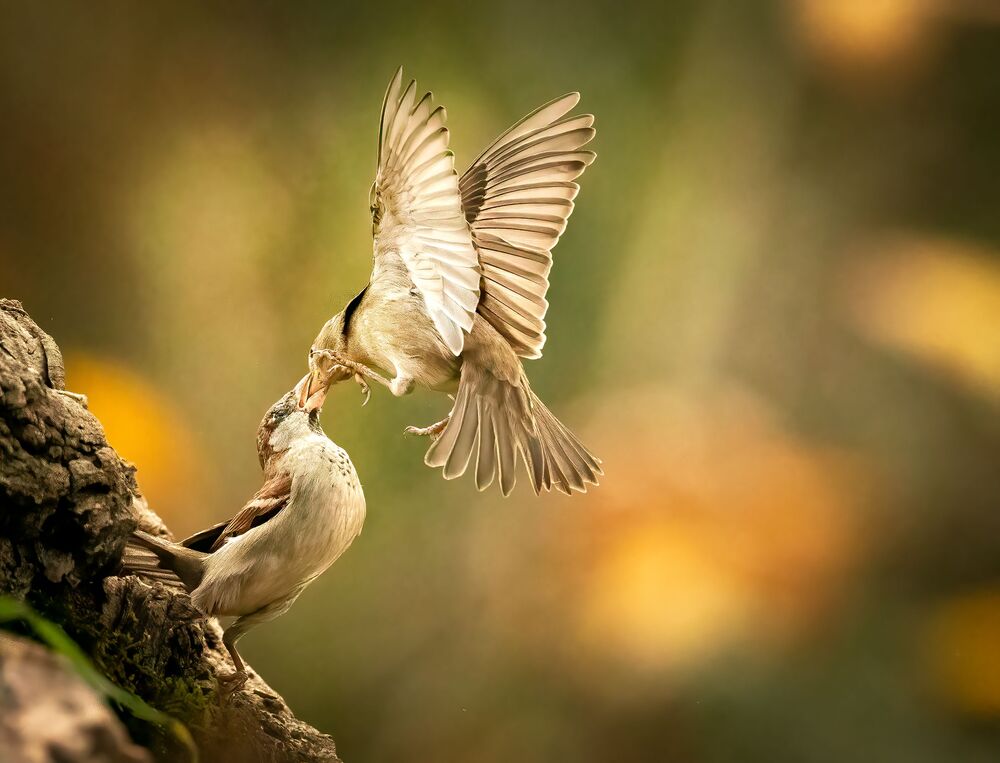 Dance ballet of Sparrow (6)