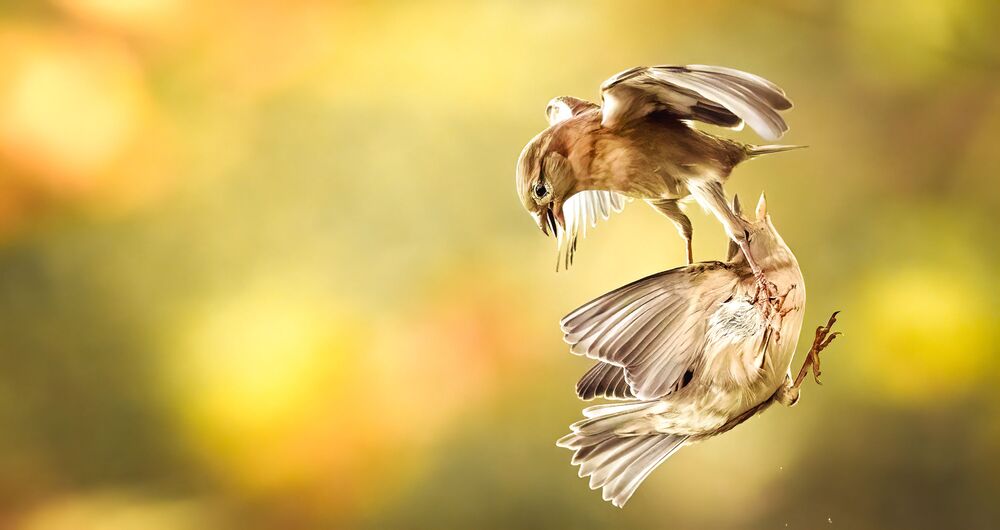 Dance ballet of Sparrow (7)