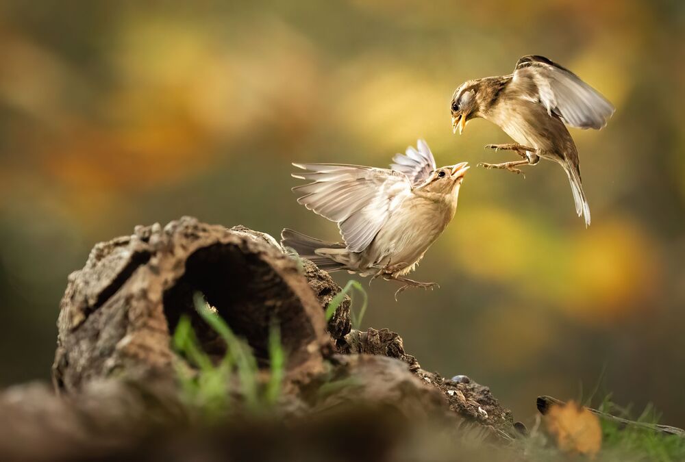 Dance ballet of Sparrow (8)