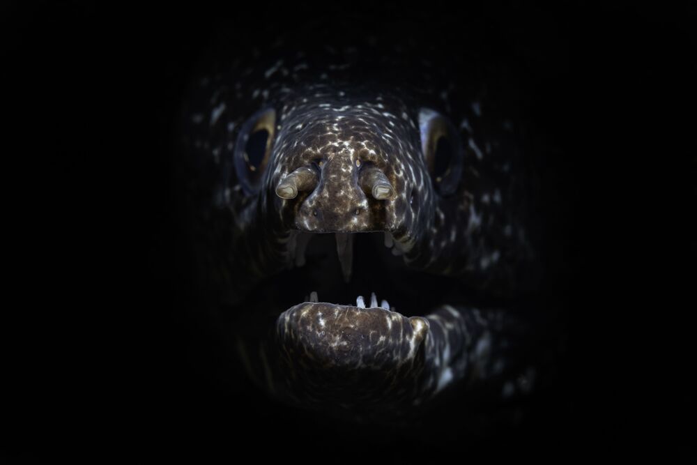 Проект FISHPORTRAIT (2)