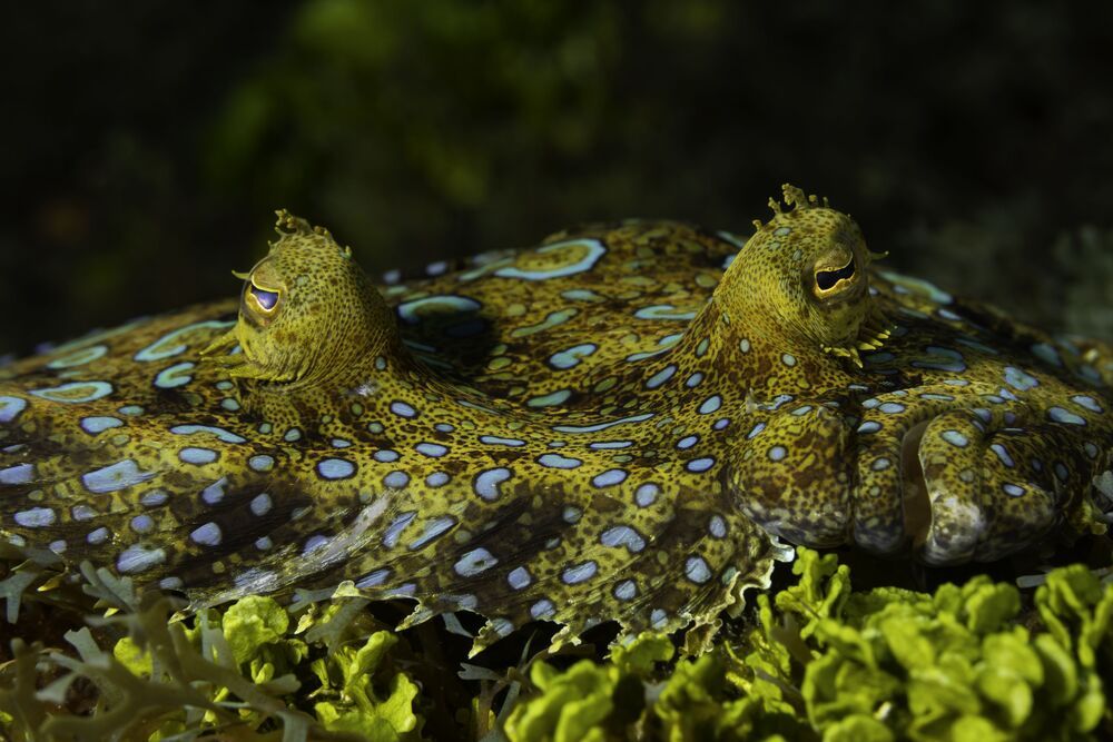 Проект FISHPORTRAIT (3)