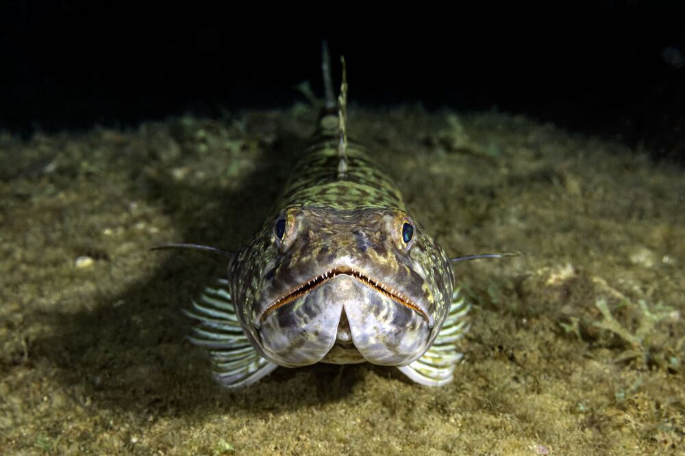 Проект FISHPORTRAIT (4)
