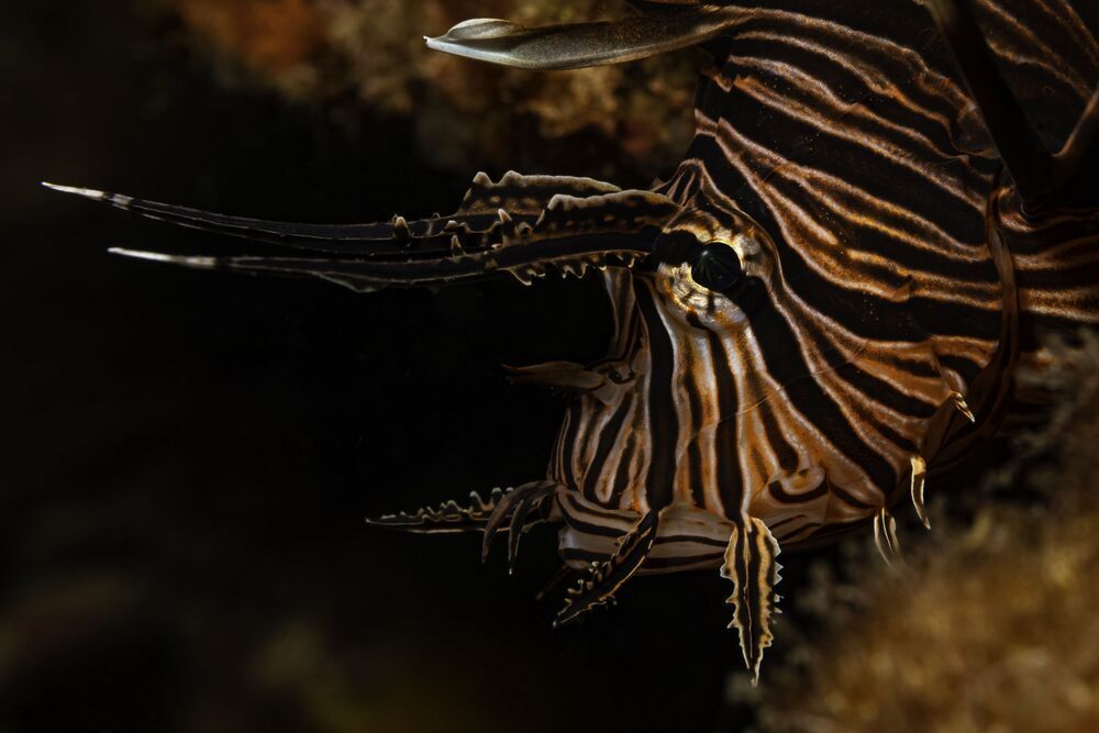 Проект FISHPORTRAIT (5)
