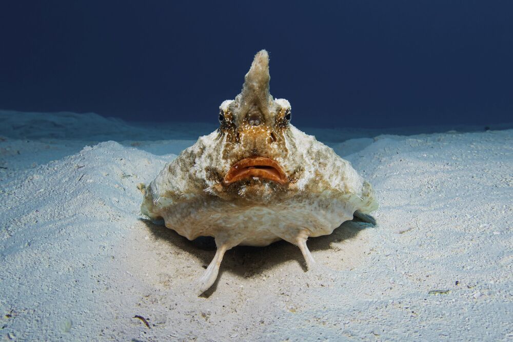 Проект FISHPORTRAIT (7)