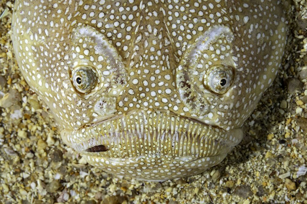 Проект FISHPORTRAIT (8)