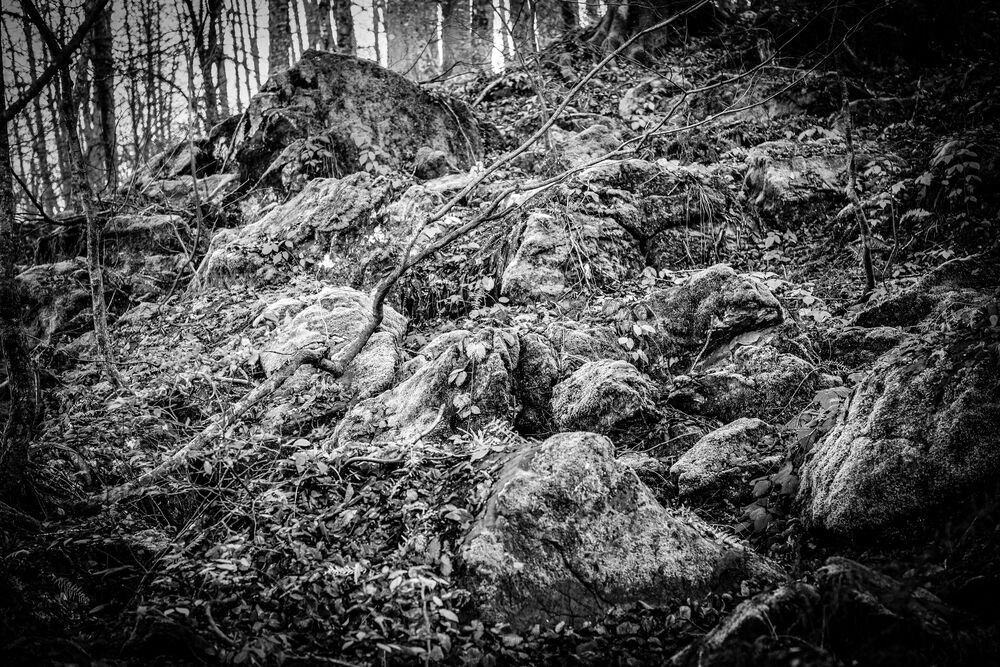 Photo #7308181 (6)