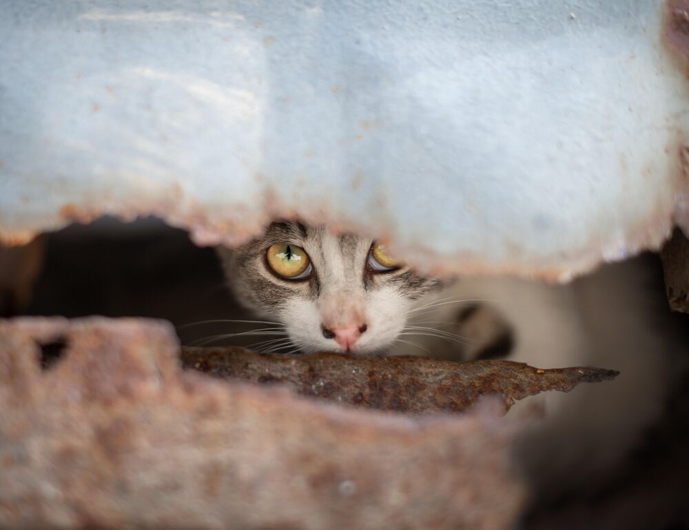 Коты Стамбула (3)