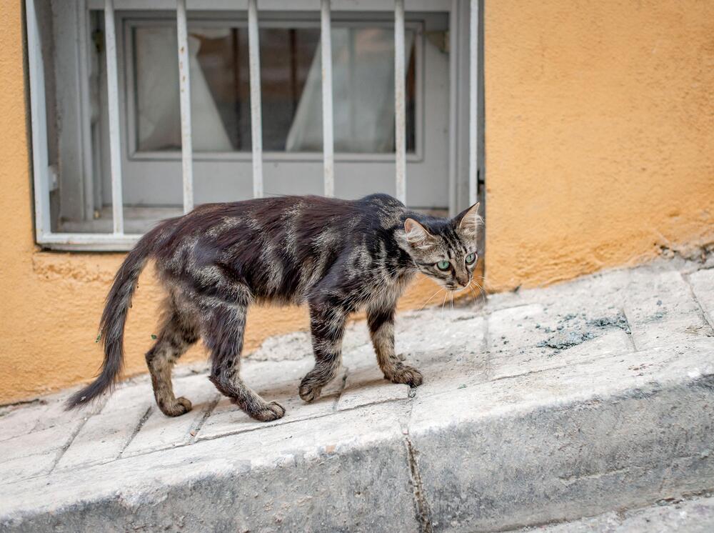 Коты Стамбула (4)