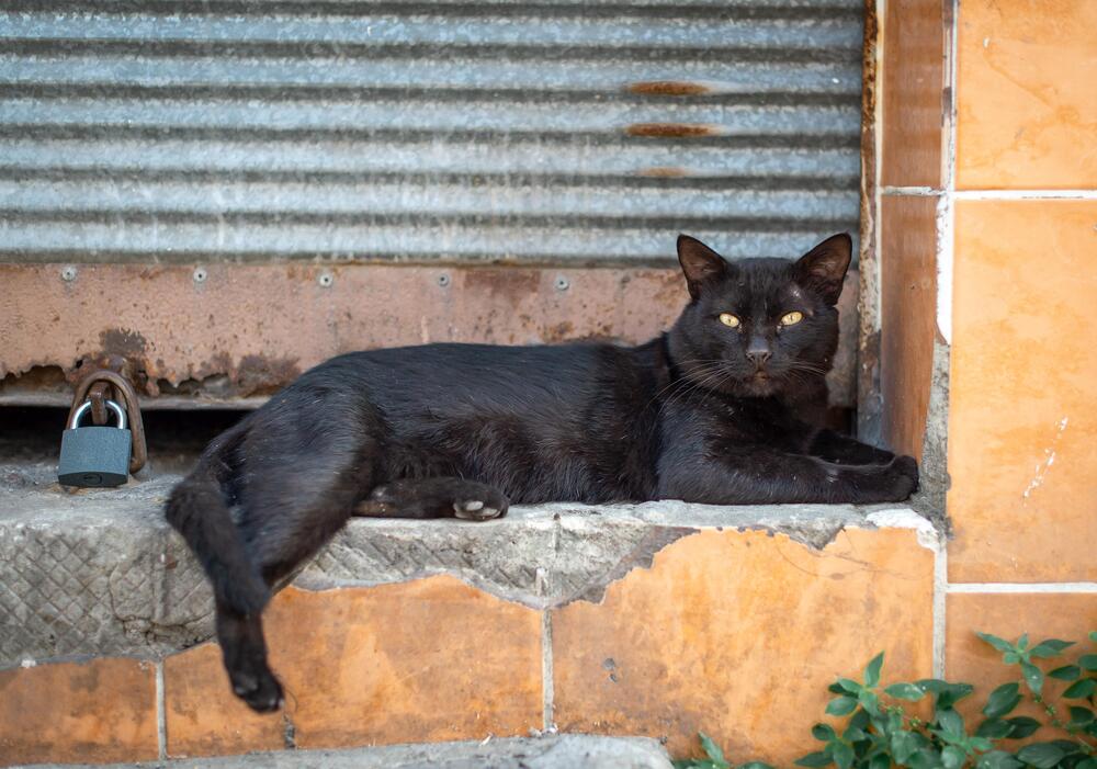 Коты Стамбула (5)