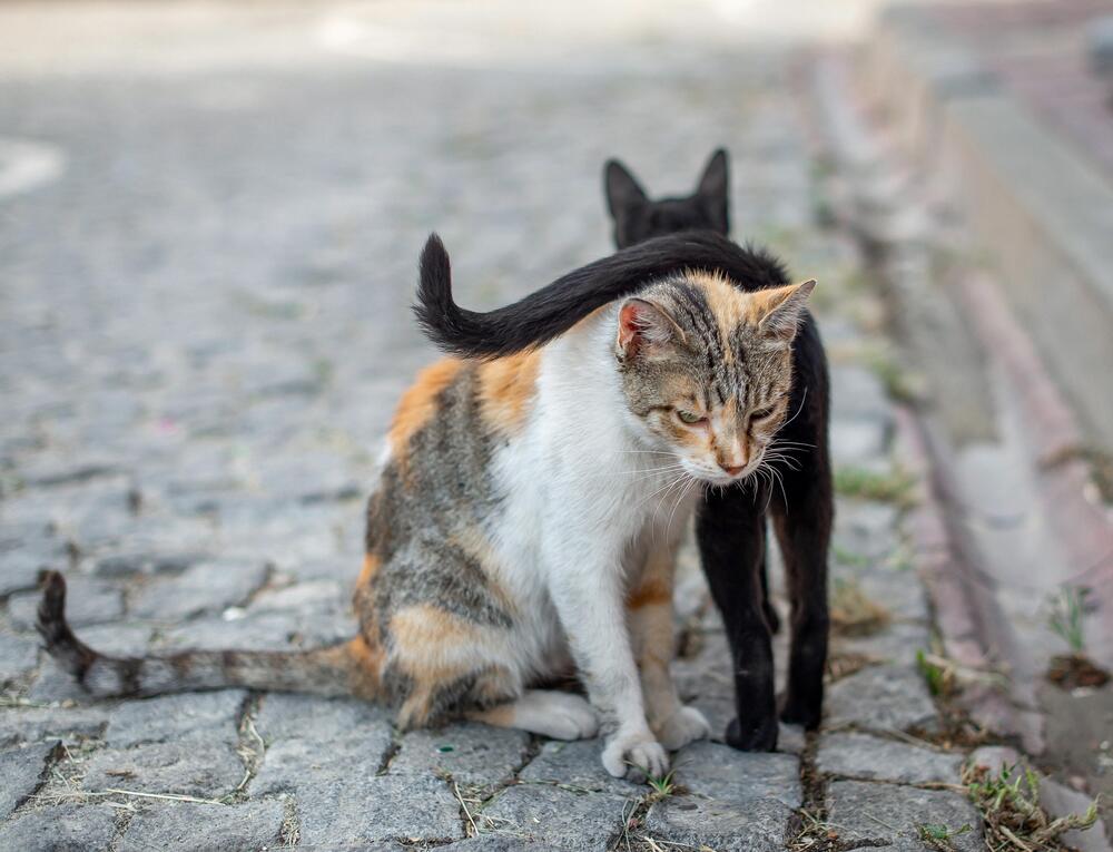 Коты Стамбула (7)