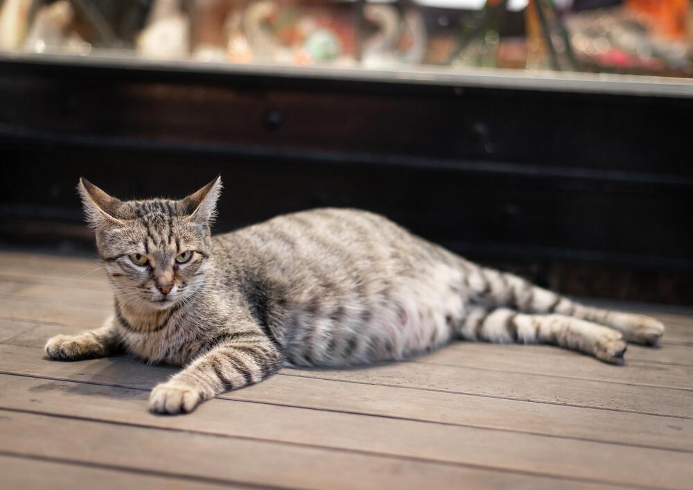 Коты Стамбула (8)