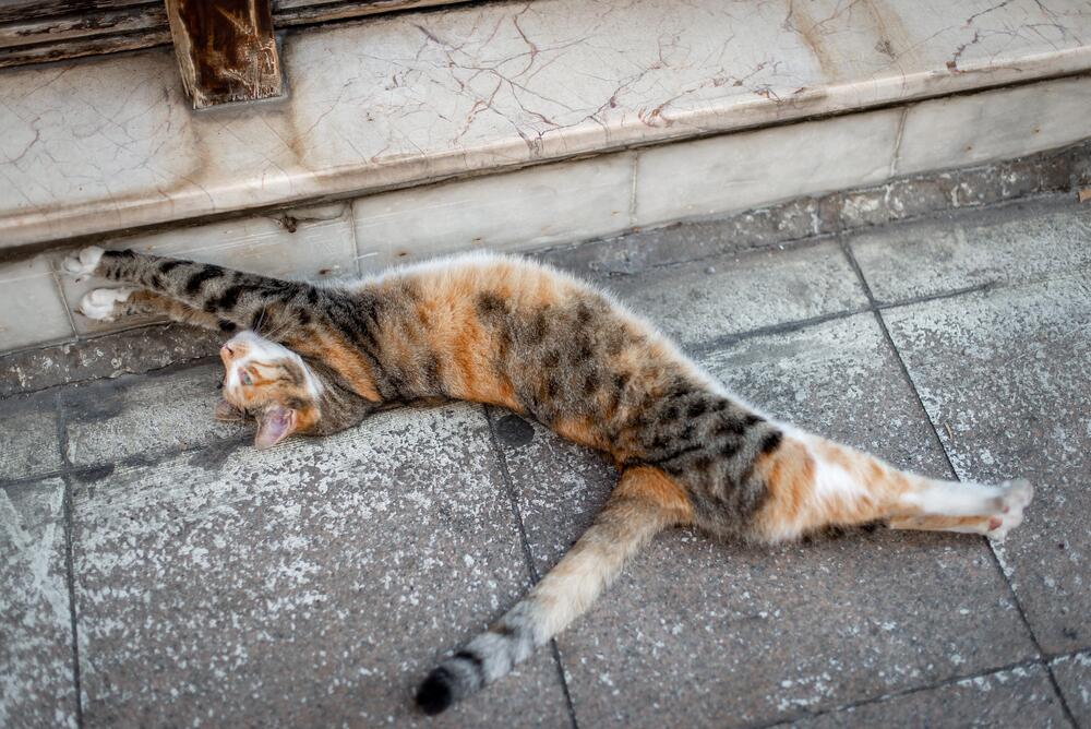 Коты Стамбула (9)