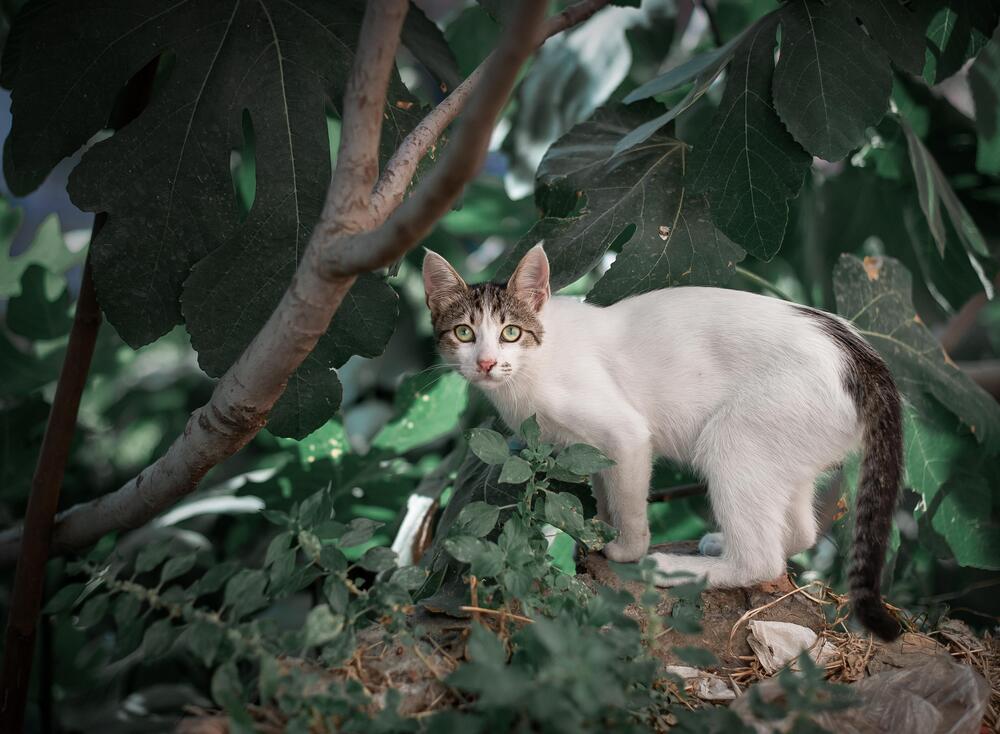 Коты Стамбула (11)