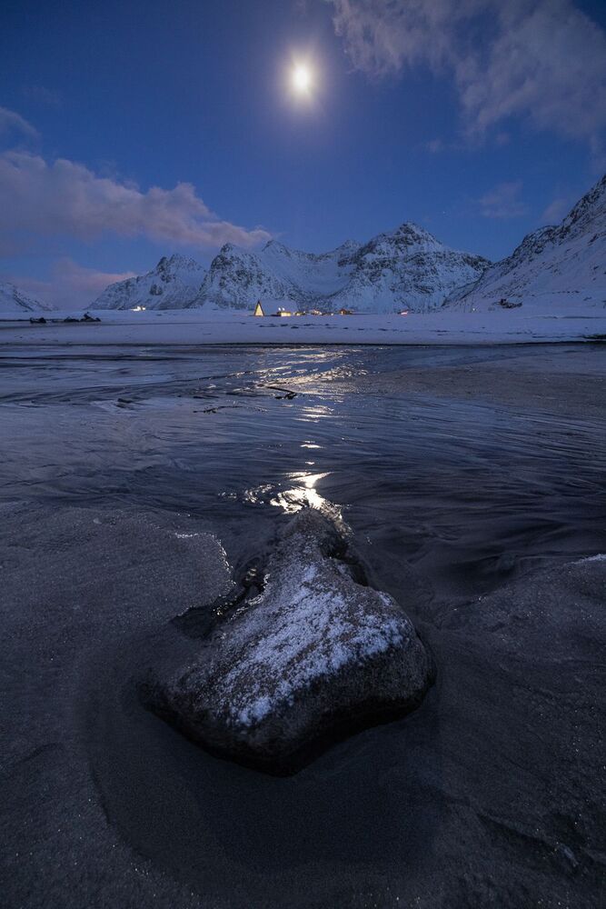 Arctics (3)