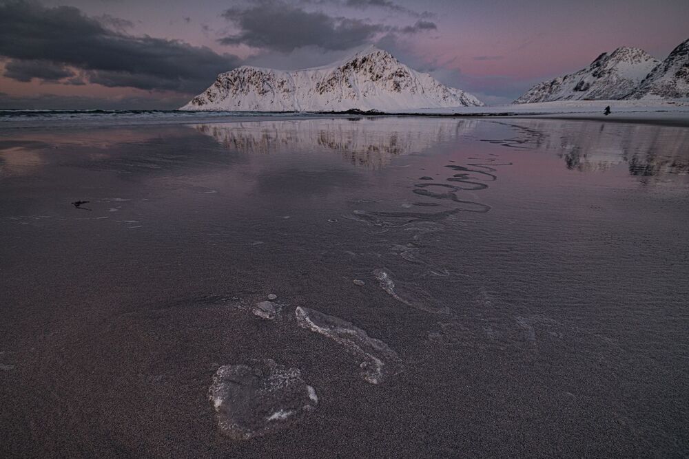 Arctics (5)