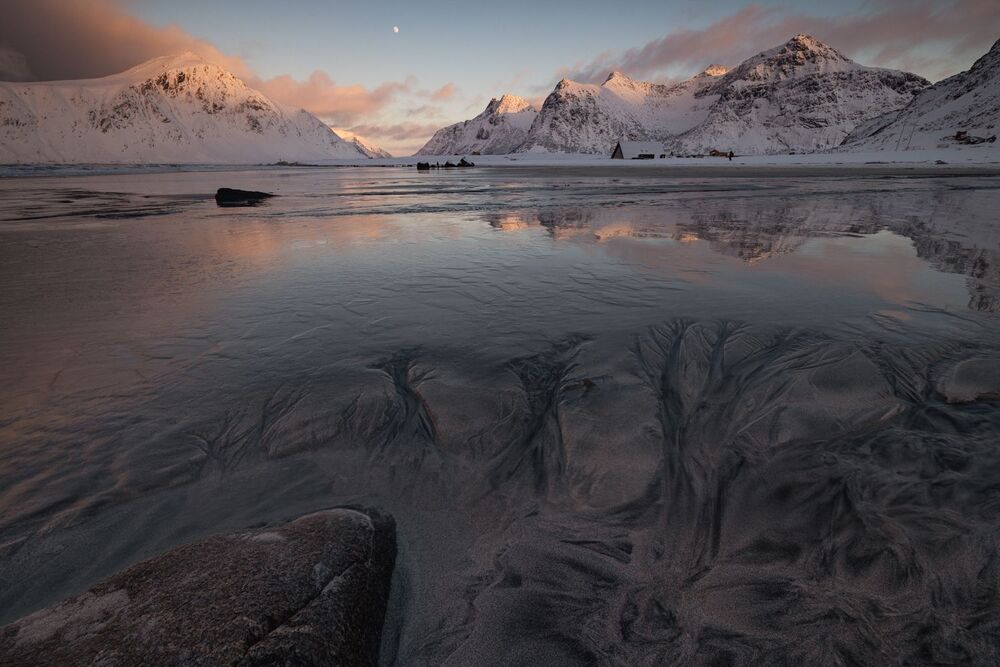 Arctics (6)