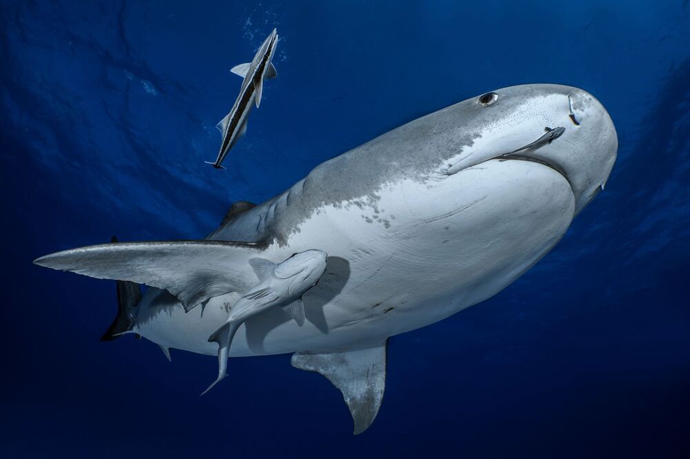 Sharks are our and Ocean's Future (2)