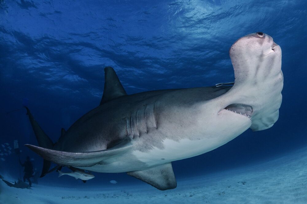 Sharks are our and Ocean's Future (3)