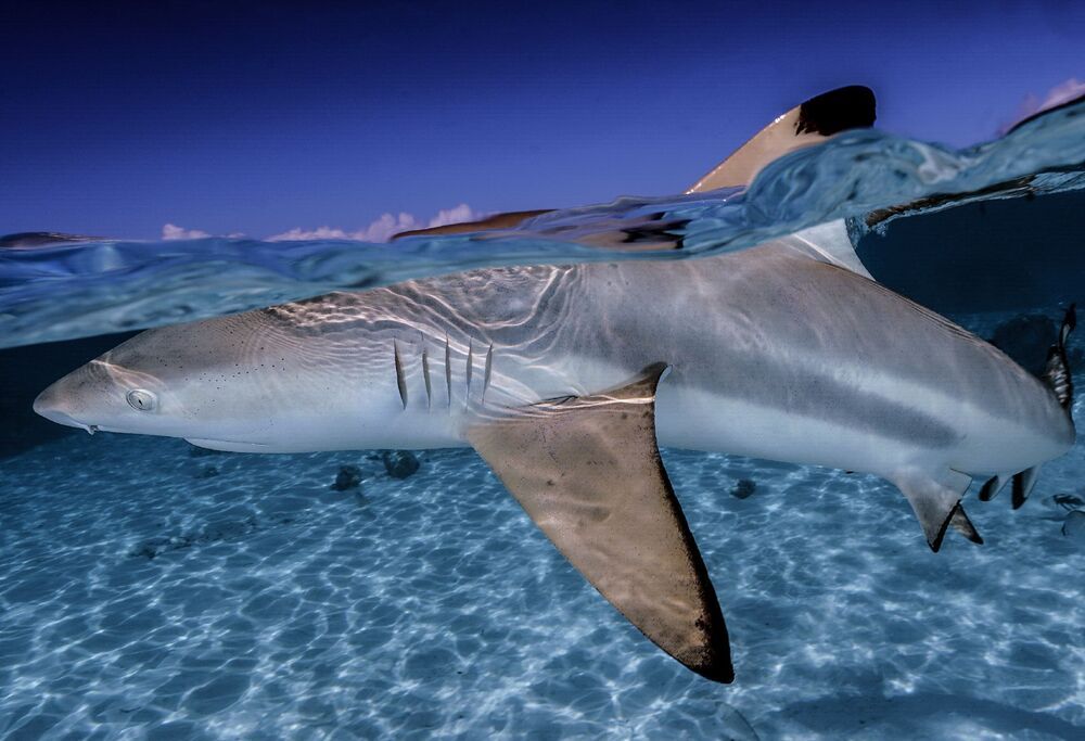 Sharks are our and Ocean's Future (4)