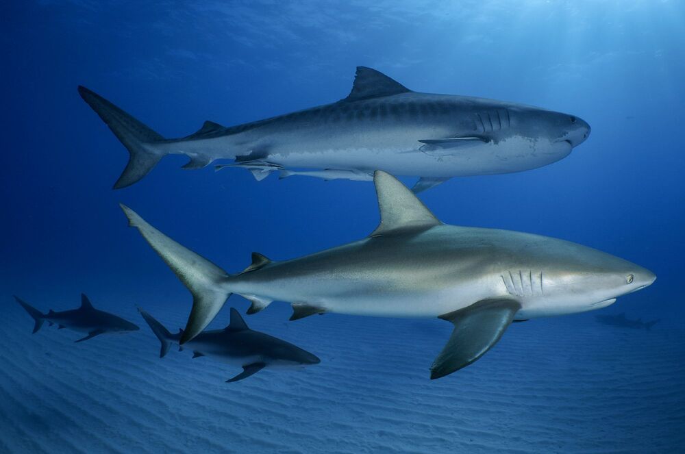 Sharks are our and Ocean's Future (5)