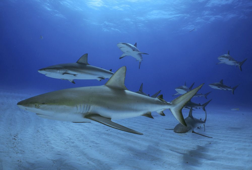 Sharks are our and Ocean's Future (6)