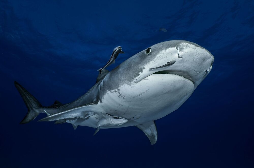 Sharks are our and Ocean's Future (7)