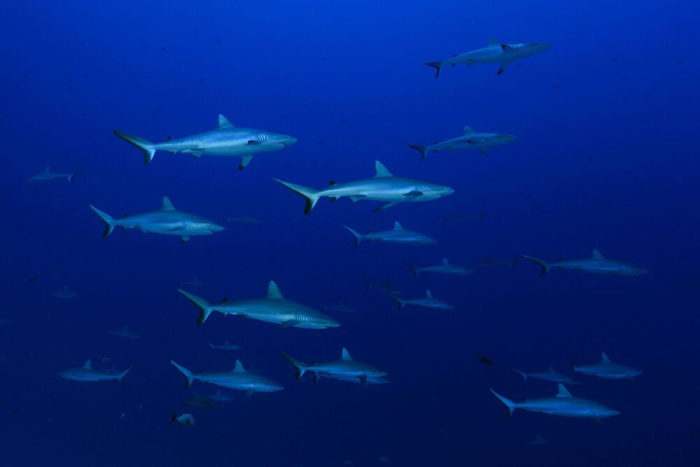 Sharks are our and Ocean's Future (8)