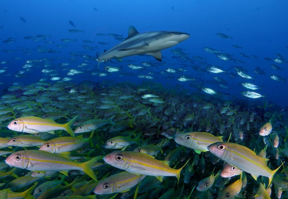 Sharks are our and Ocean's Future (9)