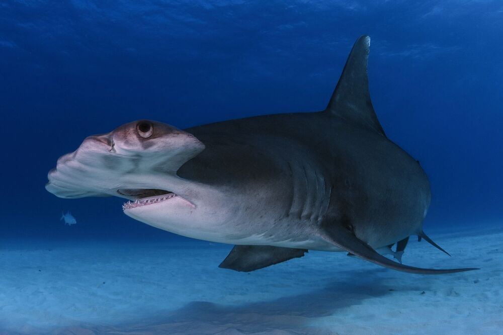 Sharks are our and Ocean's Future (10)