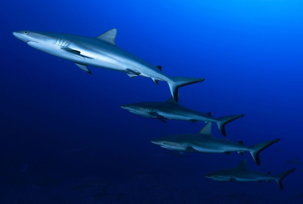 Sharks are our and Ocean's Future (11)