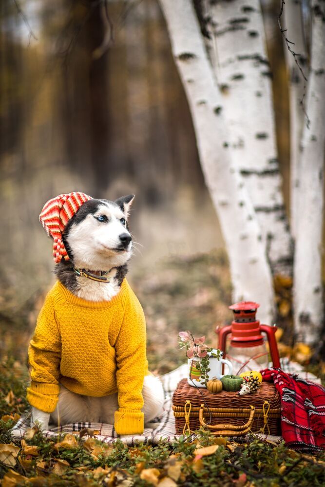 Осенняя Хаски Бэлла (3)