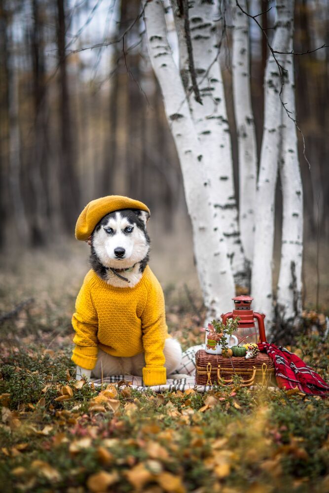 Осенняя Хаски Бэлла (6)