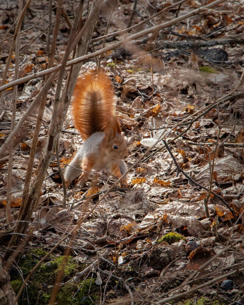Photo #7378816 (4)
