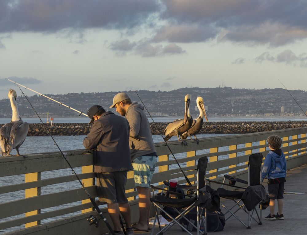 Brown pelicans at a fishing pier (3)