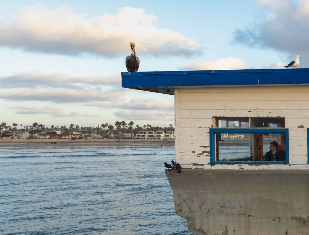 Brown pelicans at a fishing pier (4)