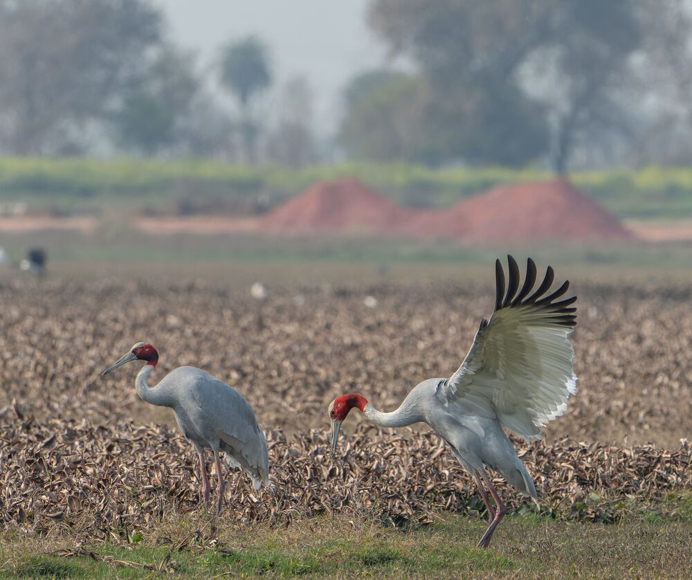 The Sarus Proposal (2)
