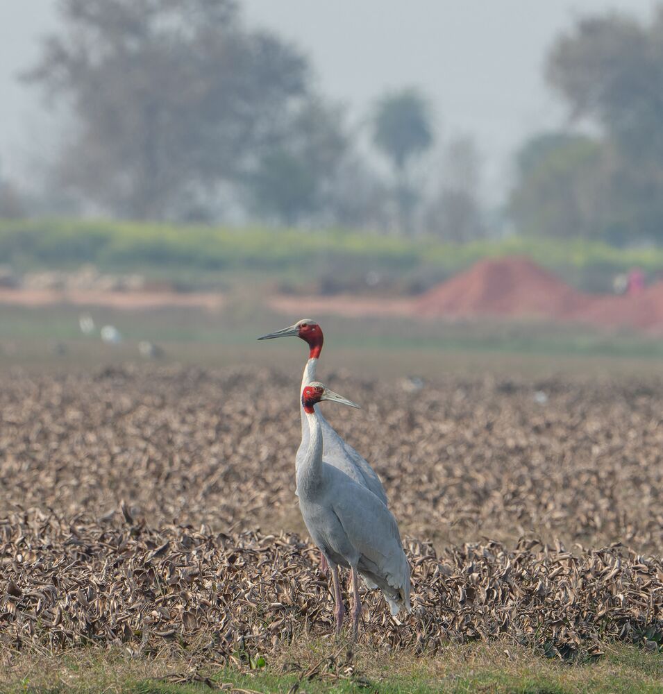 The Sarus Proposal (3)