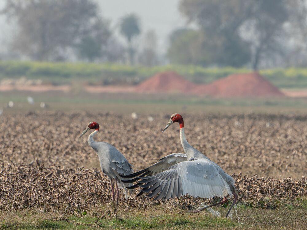 The Sarus Proposal (4)