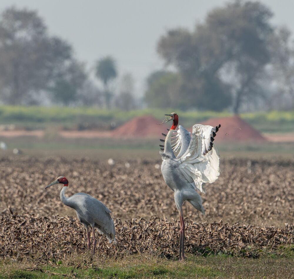 The Sarus Proposal (5)