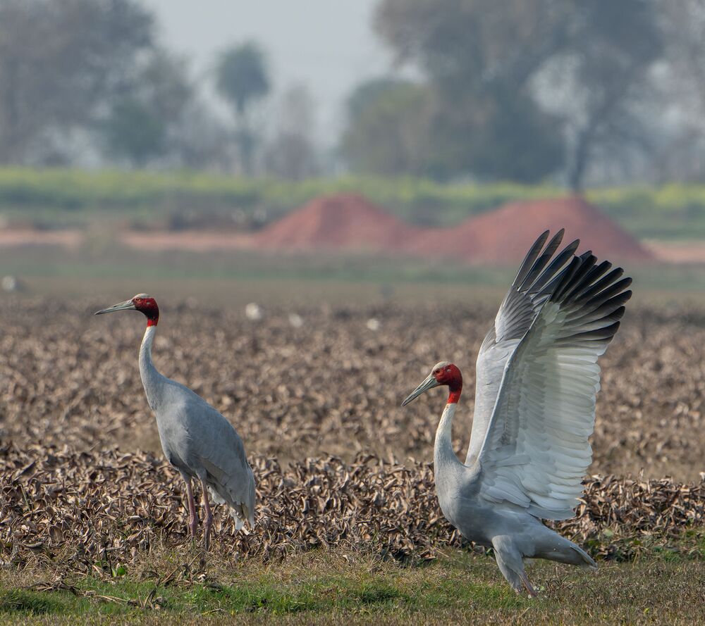 The Sarus Proposal (6)