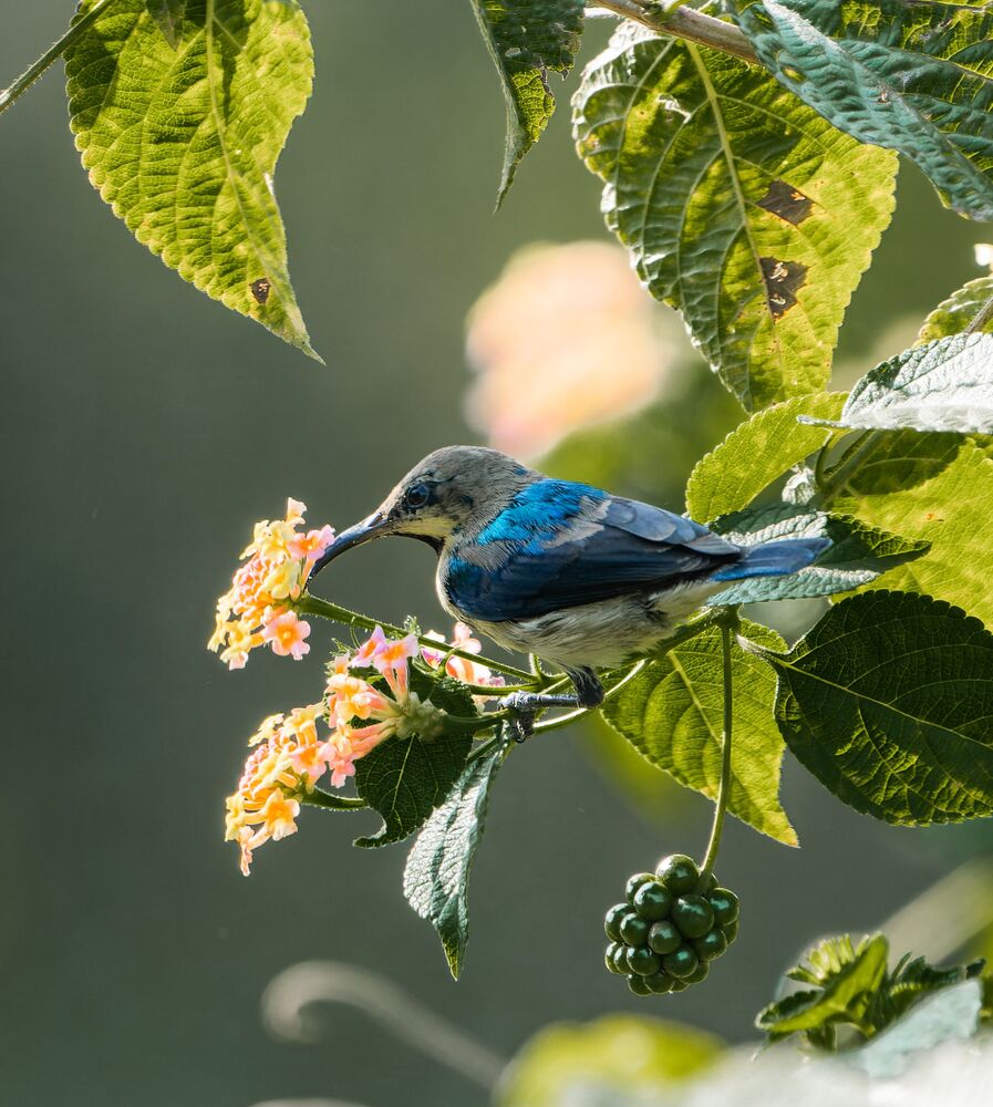 Purple Sunbird with flowers (2)