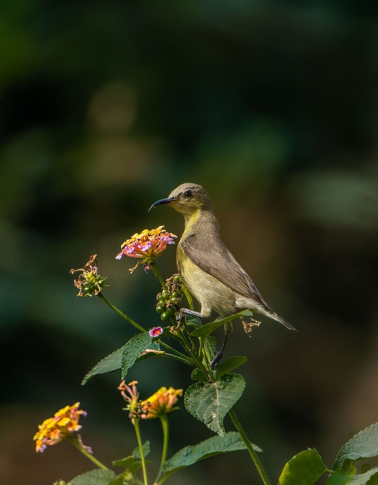 Purple Sunbird with flowers (3)