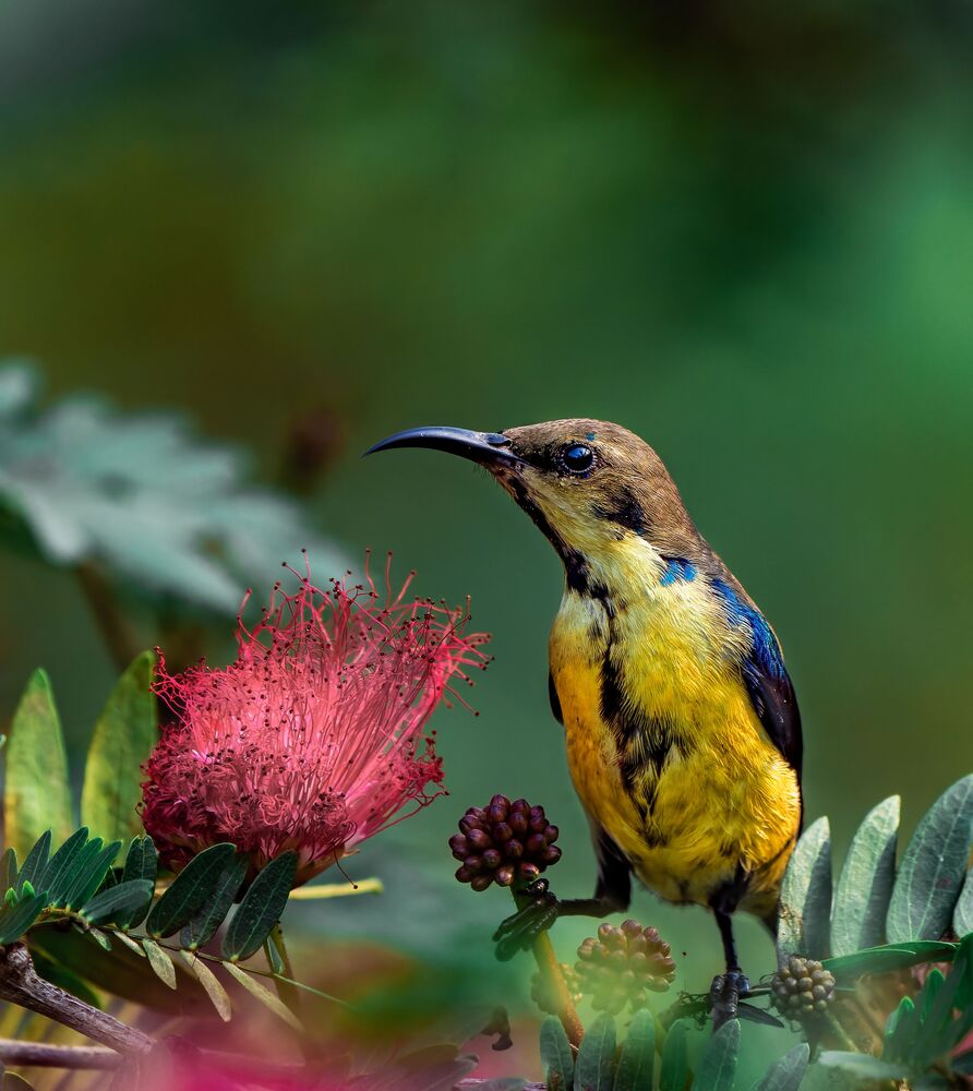 Purple Sunbird with flowers (4)