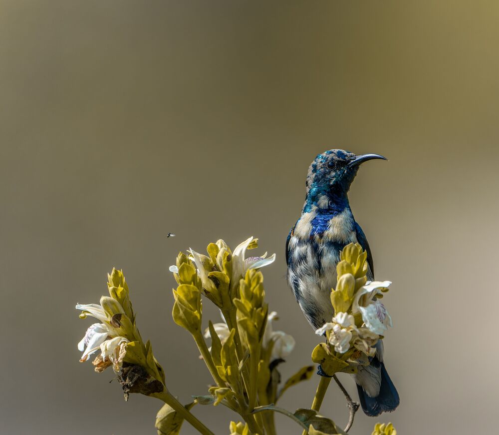 Purple Sunbird with flowers (5)