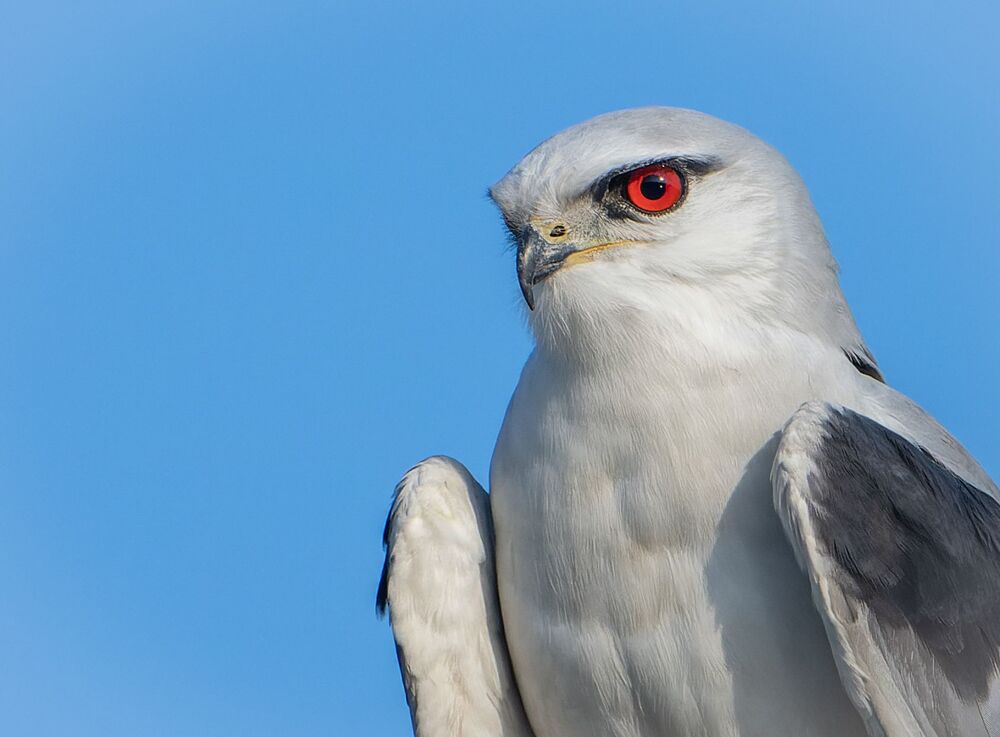 The Black shouldered Kite (2)