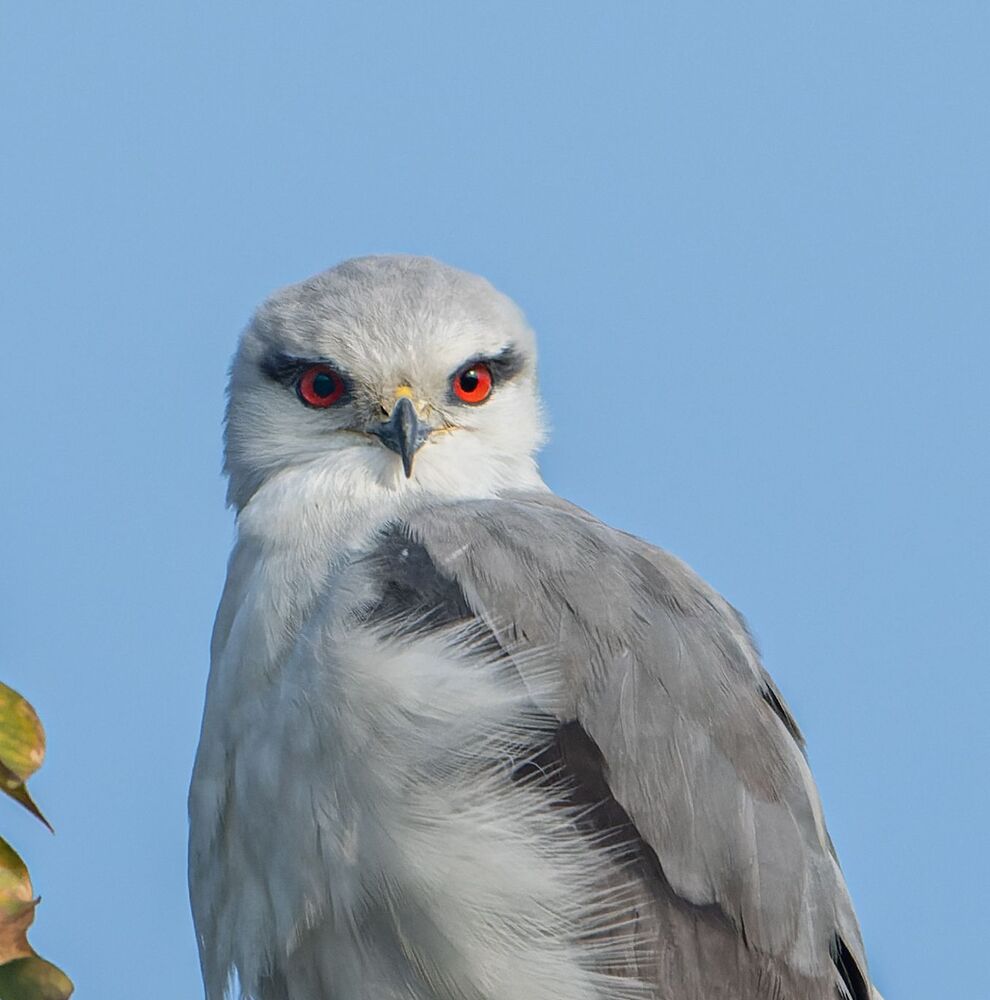 The Black shouldered Kite (3)