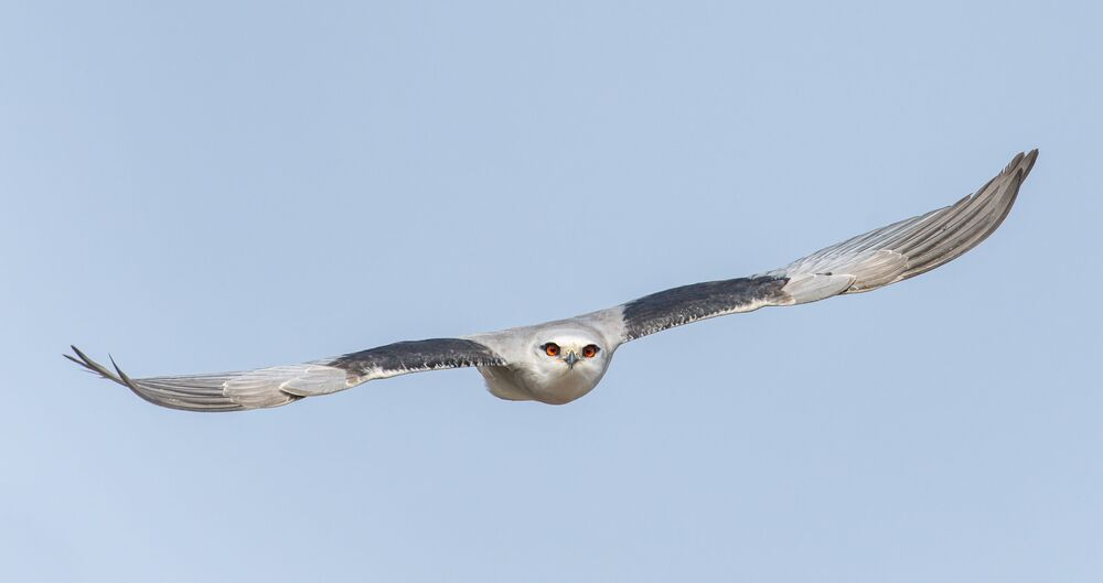 The Black shouldered Kite (4)